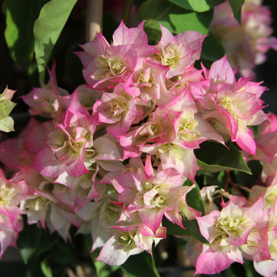 'Cherry Blossom' bougainvillea