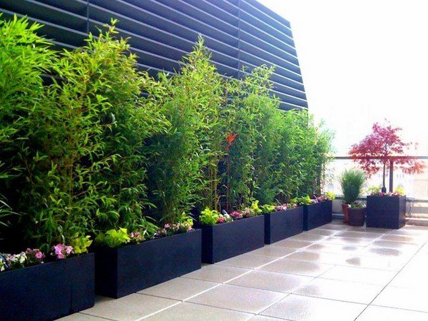 clumping bamboo contemporary deck rooftop garden ideas 