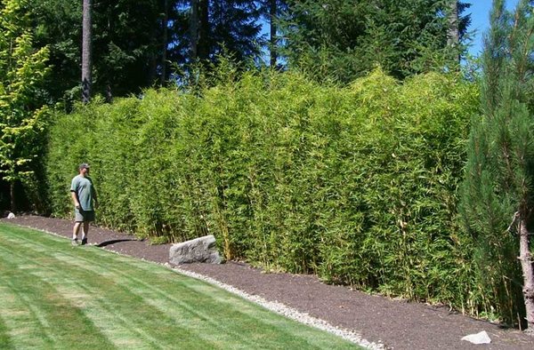 clumping bamboo hedge garden privacy fence ideas privacy plants
