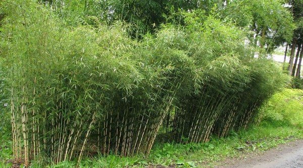 clumping bamboo landscaping ideas 