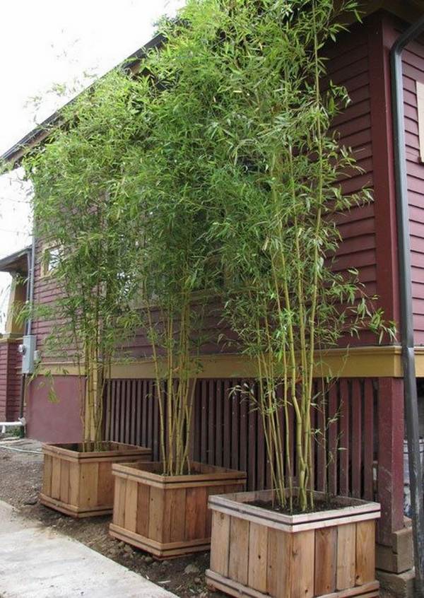 clumping bamboo plant container garden decor