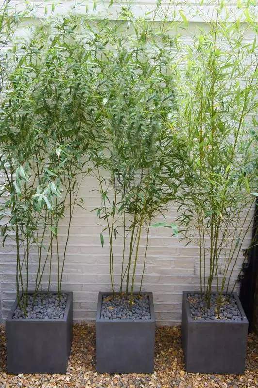 clumping bamboo plant container patio decor ideas bamboo landscaping