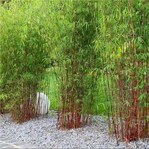 clumping bamboo plants bamboo landscaping garden privacy