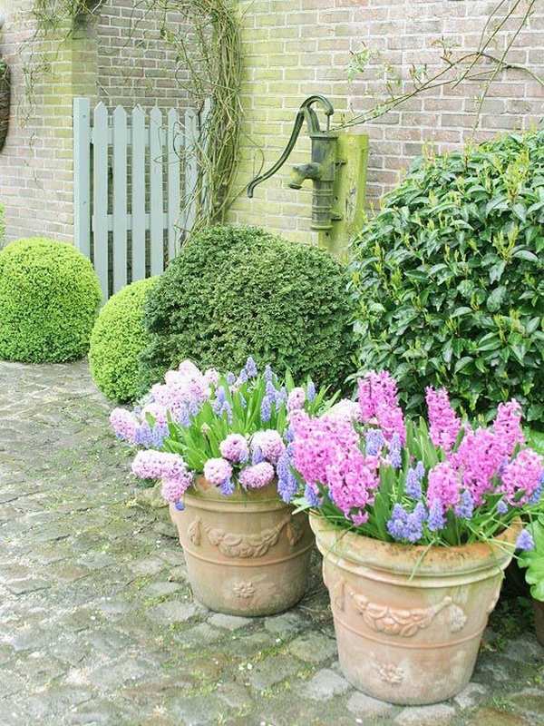 cottage gardens ideas garden decorating ideas flower pots hyacinth
