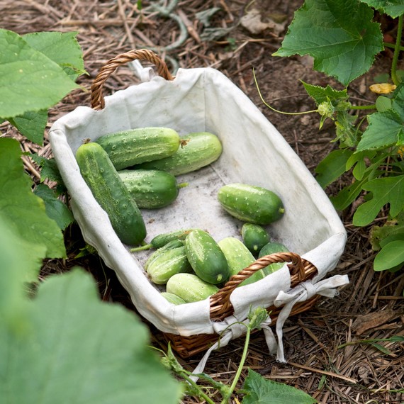 cucumber-basket-garden-0815