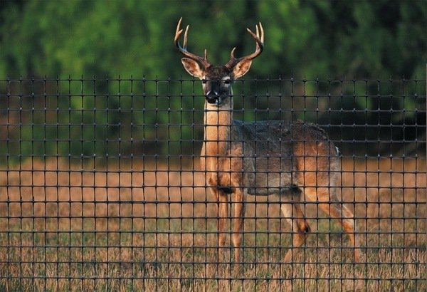 deer fence deer fencing ideas deer fences 