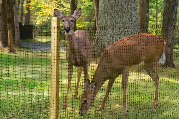deer fence ideas deer net fencing 