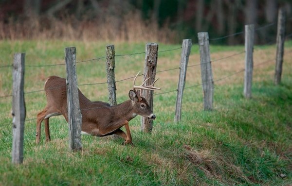 deer fencing ideas field fence wooden posts wire