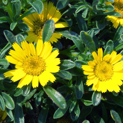 'Gold Coin' aster