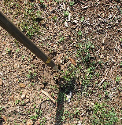 Use a back-and-forth motion to weed and break up the surface of the soil.