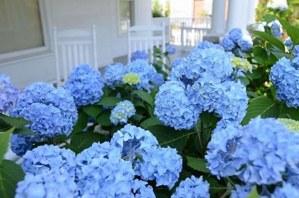 endless summer hydrangea blue hydrangea garden decor