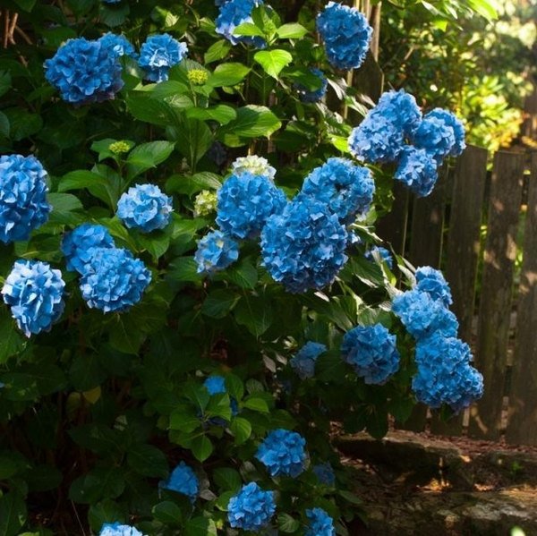 endless summer hydrangea blue hydrangea garden design