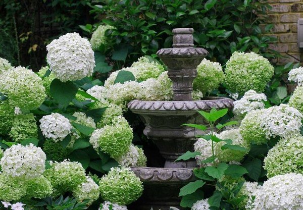 endless summer hydrangea care garden design white hydrangea