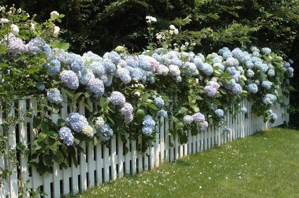 endless summer hydrangea garden fence privacy fence