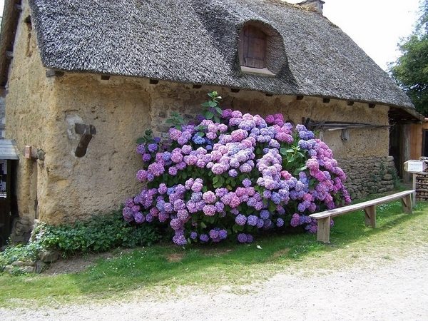 english cottage garden ideas plants pink hydrangea