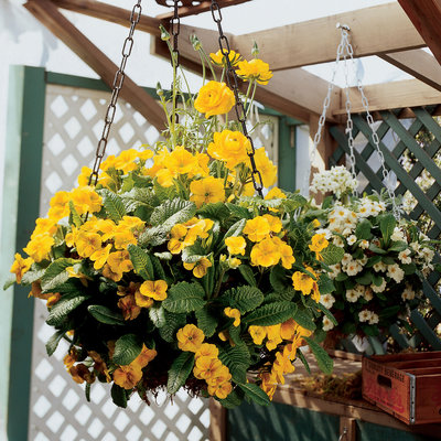 Yellow primroses for winter color