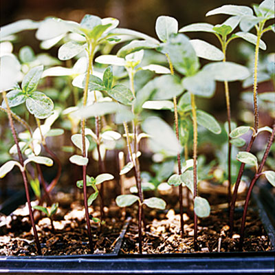 Organic flower seedlings