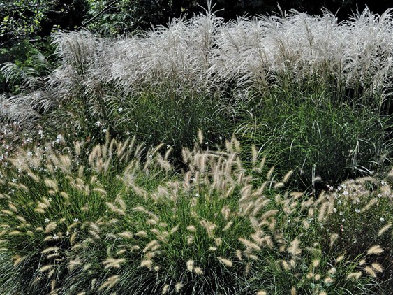 Fountain Grass - Photo by: Pam Penick.
