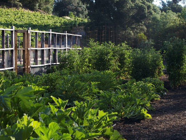An Organic Kitchen Garden
Garden Design
Calimesa, CA