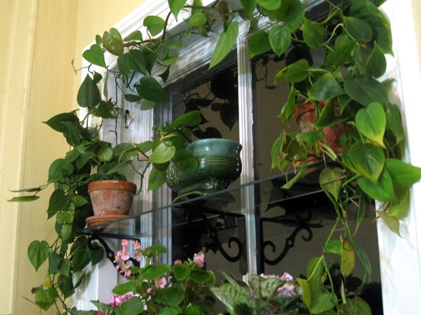 How to Design a Window Garden
Garden Design
Calimesa, CA