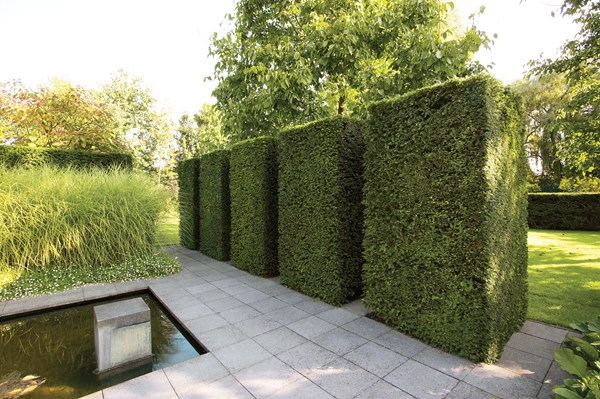 Glorious Hedges
Garden Design
Calimesa, CA