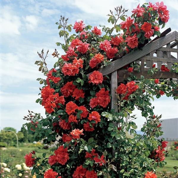 garden screening plants climbing plants climbing roses 
