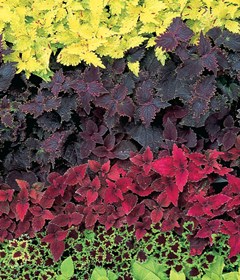 Green Coleus, Red Coleus, Purple Coleus
Garden Design
Calimesa, CA
