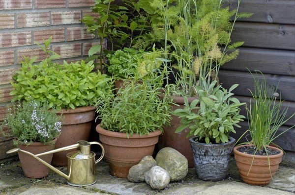 herb garden ideas herbs in flower pots home garden ideas