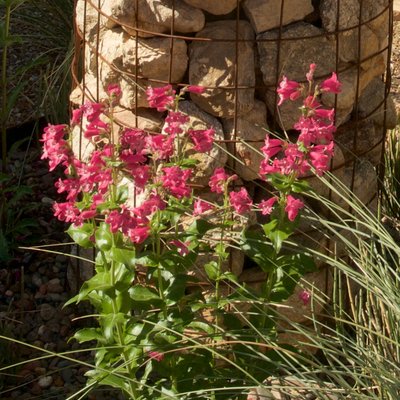 Hill Country Penstemon