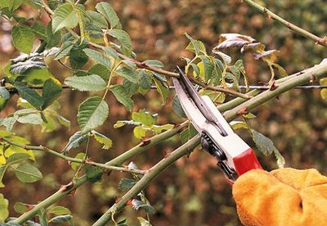How And When To Prune Roses Right