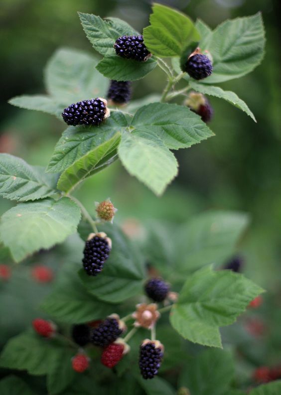 How And When To Prune Raspberries And Blackberries
