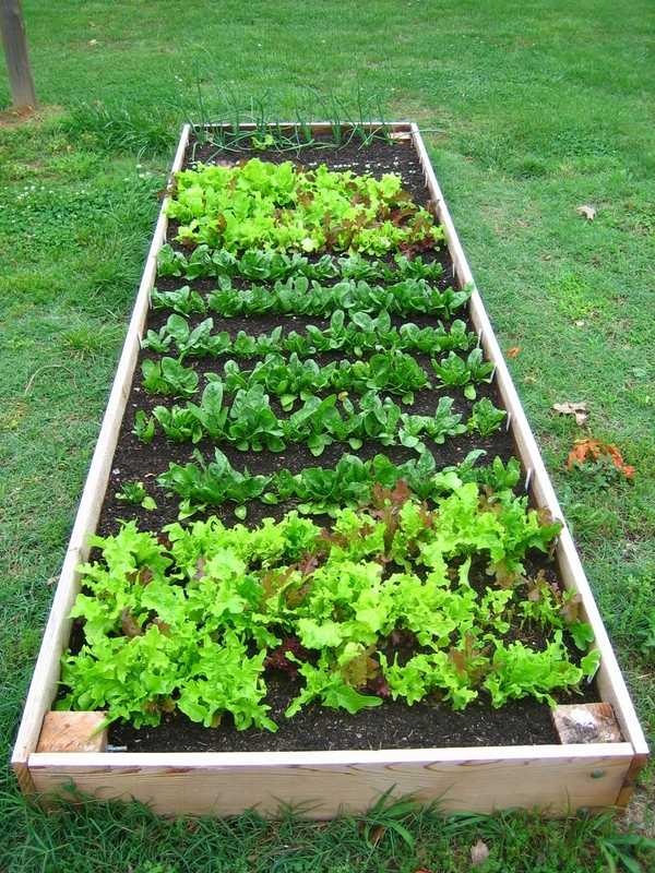 how to build raised vegetable garden ideas