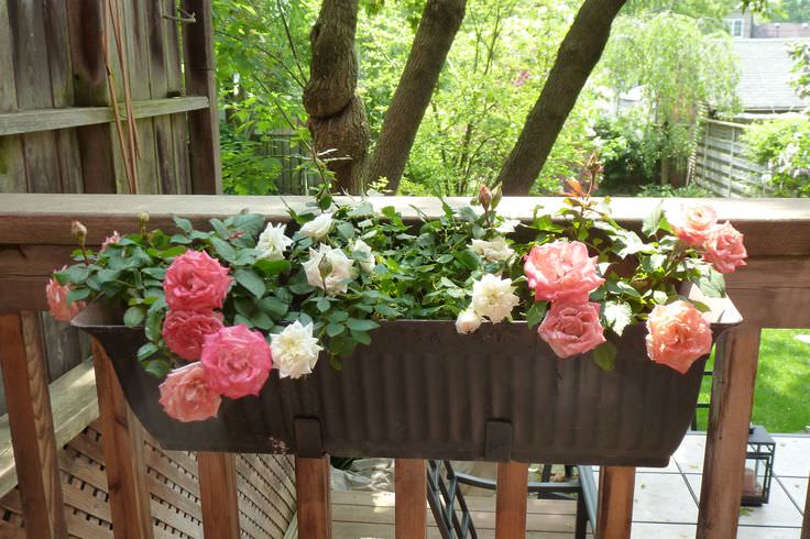 How To Create A Small Rose Container Garden
