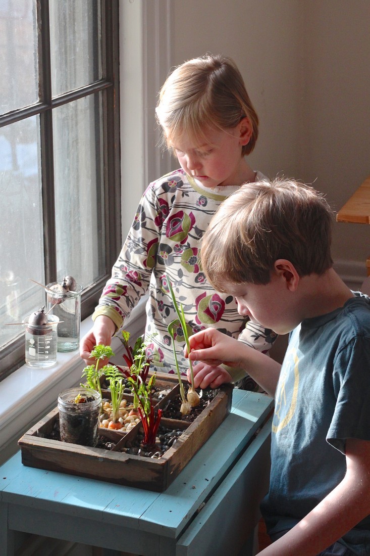 How To Create An Indoor Compost Garden