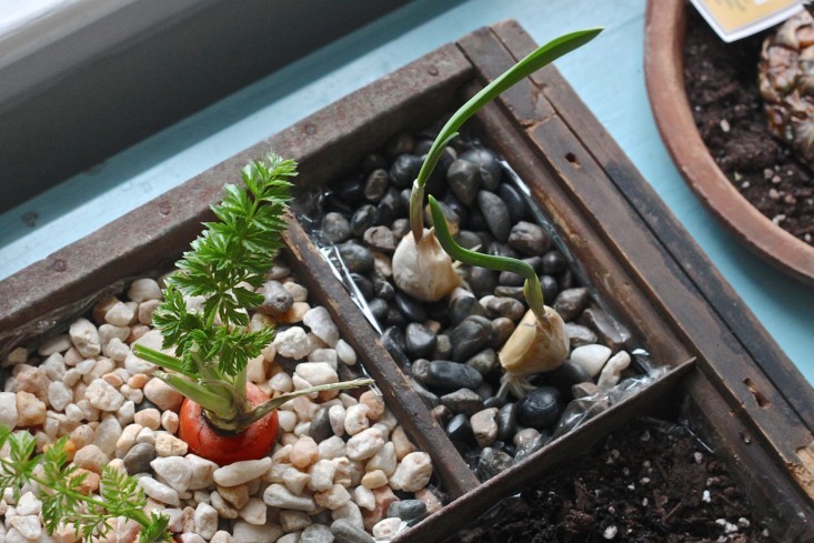 How To Create An Indoor Compost Garden