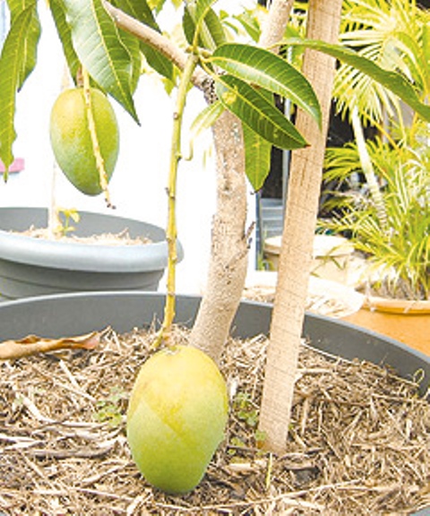 How To Grow A Mango Tree in Pot