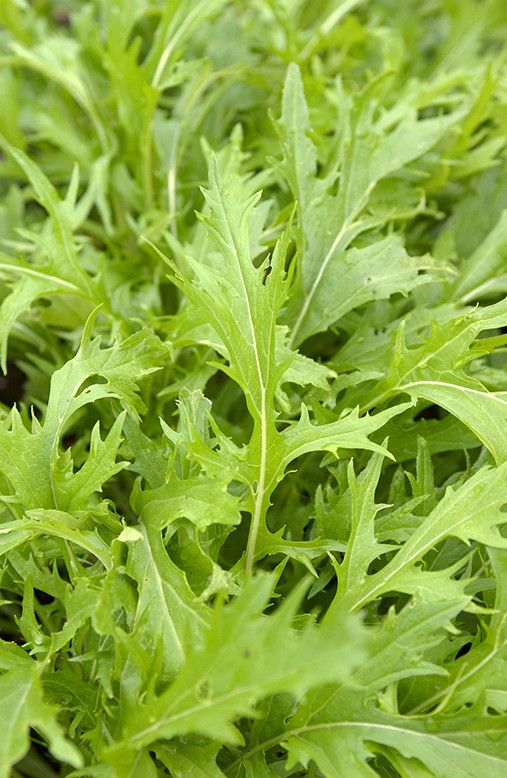 How To Grow And Care For 4 Types Of Asian Greens