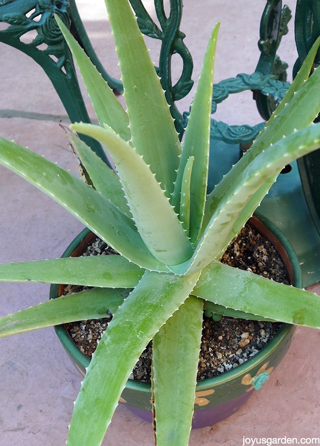 How To Grow And Care For Aloe Vera