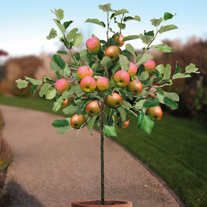 How To Grow And Care For Apple Trees in Pots