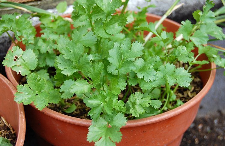 How To Grow And Care For Cilantro In A Pot