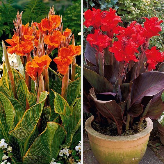 How To Grow and Care For Lilies In Containers