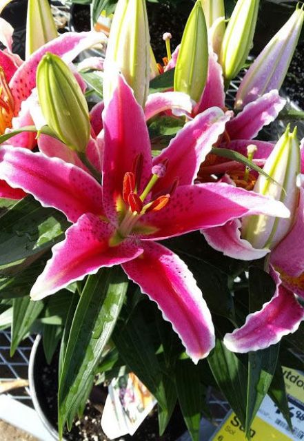 How To Grow and Care For Lilies In Containers
