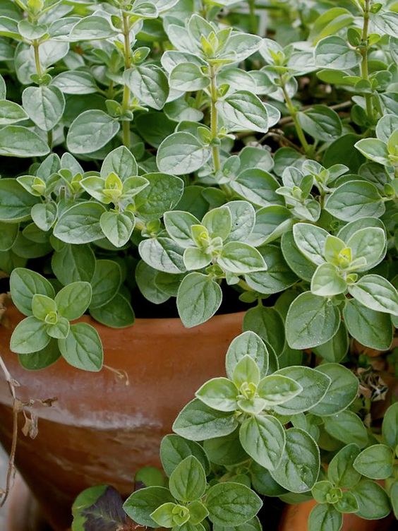 How To Grow And Care For Oregano In Your Garden