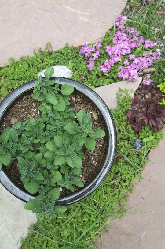 How To Grow And Care For Oregano In Your Garden