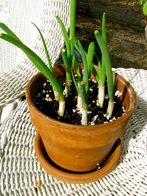 How To Grow And Use Spring Onions