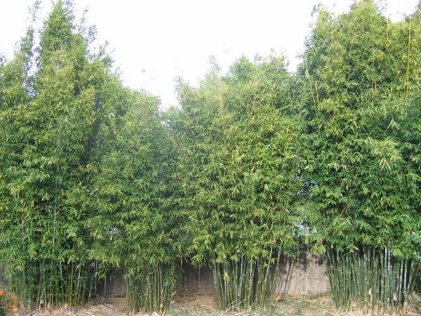 how to grow clumping bamboo garden privacy fence 