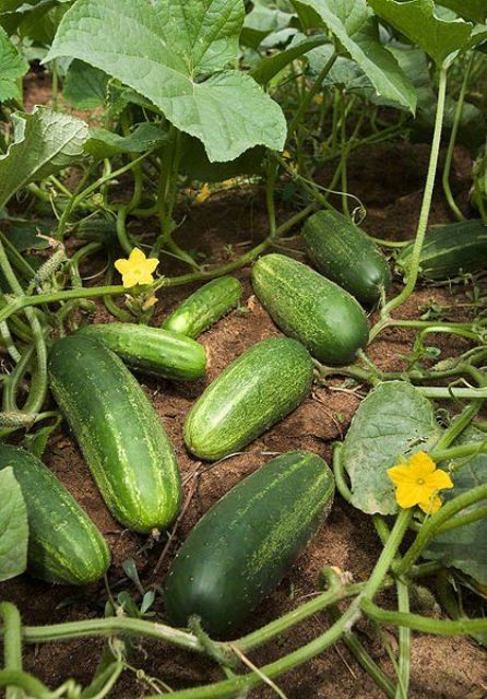 How To Grow Cucumbers Of All Shapes And Sizes