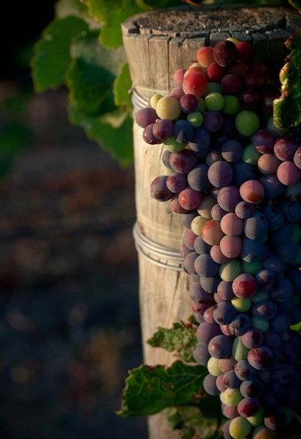How To Grow Grapes For Home Winemaking