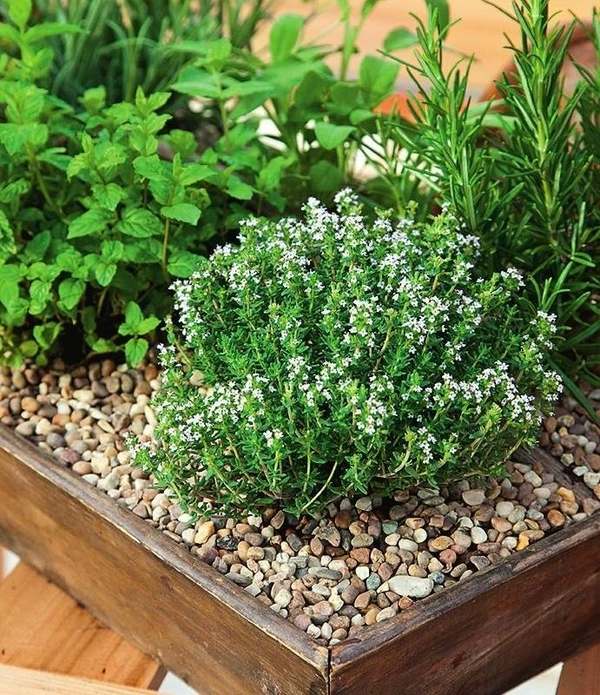 how to grow herb garden in containers balcony herb garden ideas small patio