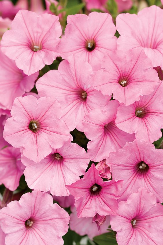 How To Grow Petunias That Will Bloom All Summer